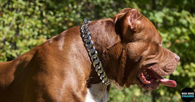 Best Custom Dog Collar for Large Dogs | BIG DOG CHAINS