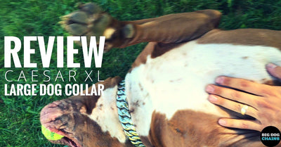 Caesar XL Large Dog Collar Review | BIG DOG CHAINS