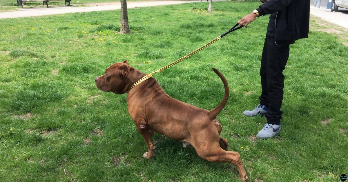 Cuban Link Gold Dog Leash That Changed the World BIG DOG CHAINS BIG DOG CHAINS
