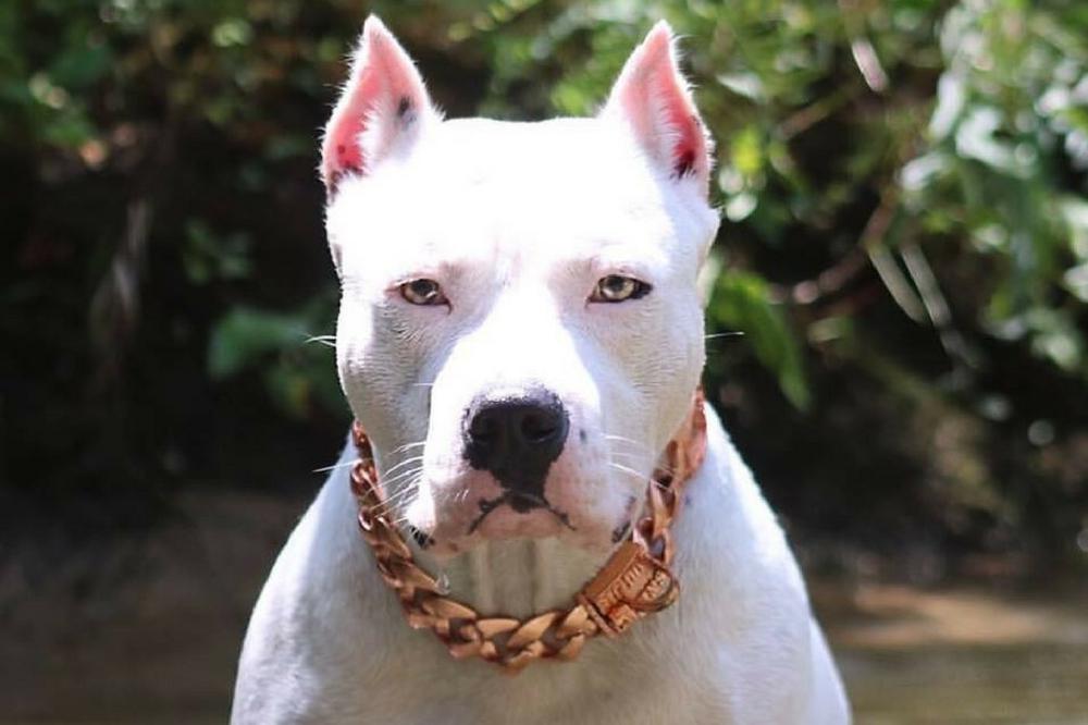 Rose gold dog necklace online