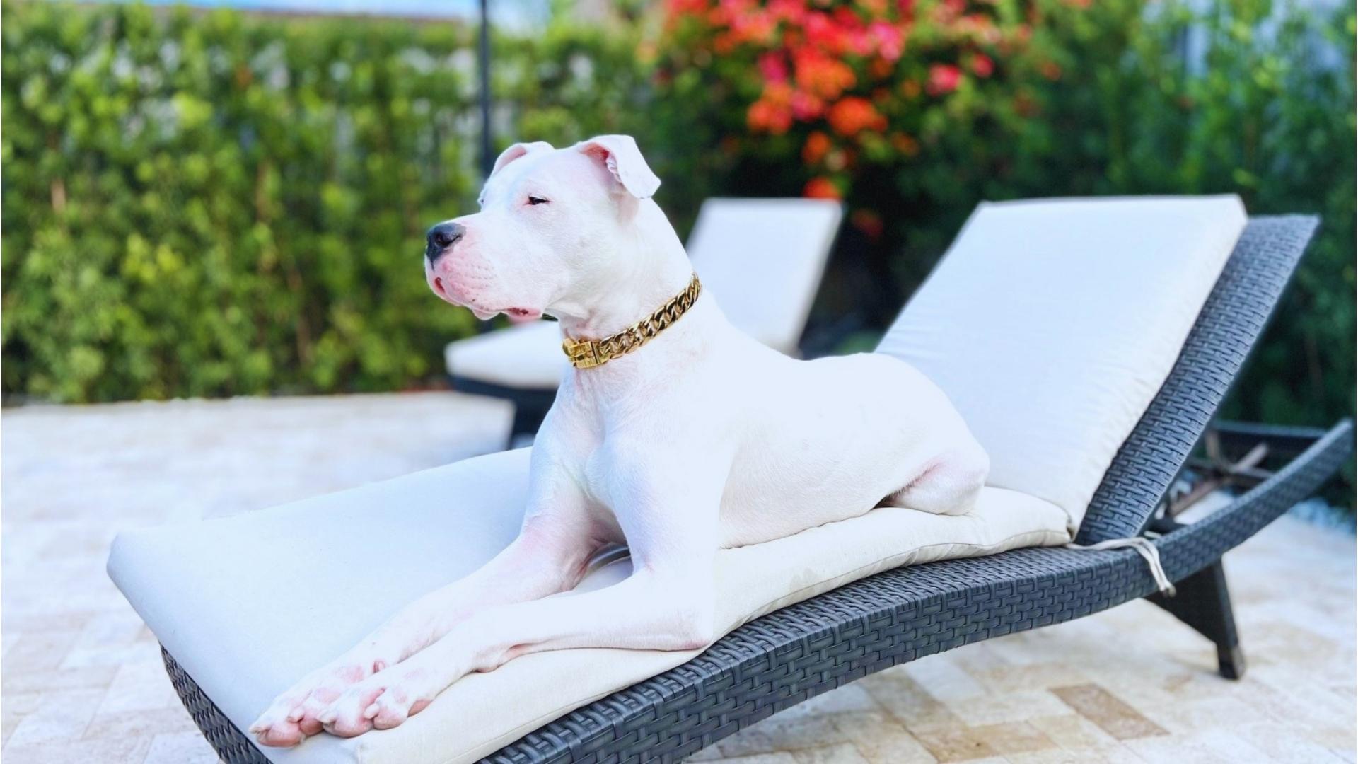 Dog chain necklace collar new arrivals
