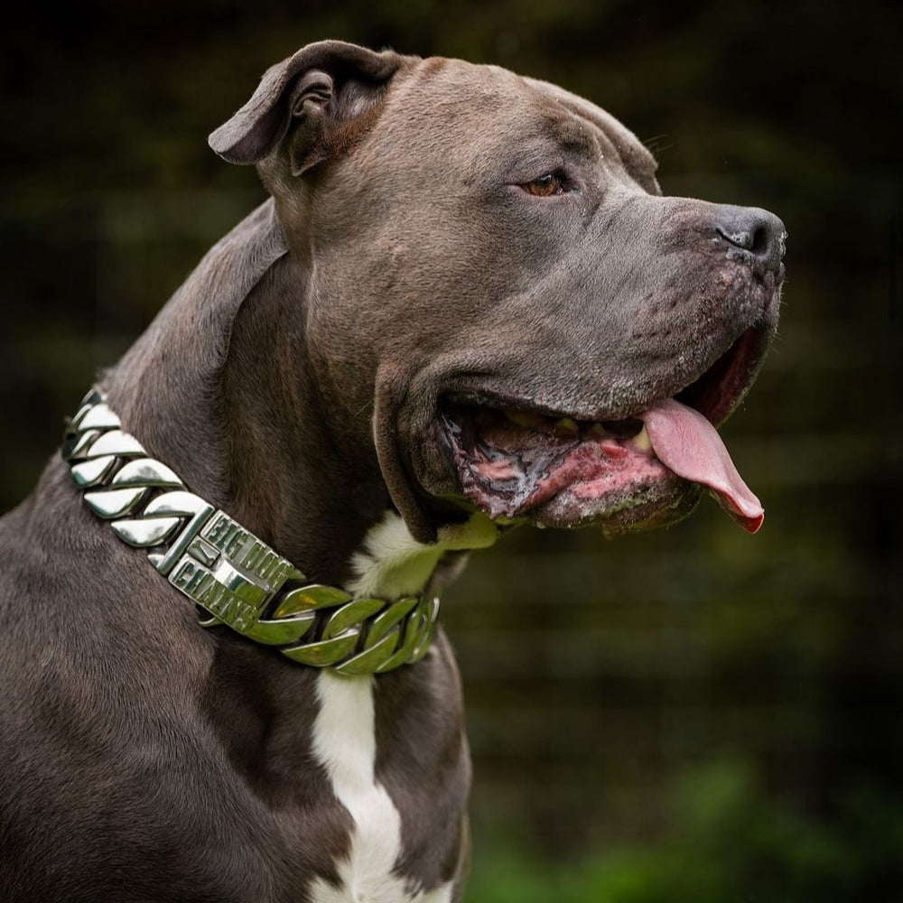 The Goliath Custom Luxury High Quality and Super Strong Stainless Dog Collar for pitbull  Large dog collars  Cane Corso collars rotwellers dog collar american Power and Prestige in Stainless Steel - BIG DOG CHAINS®