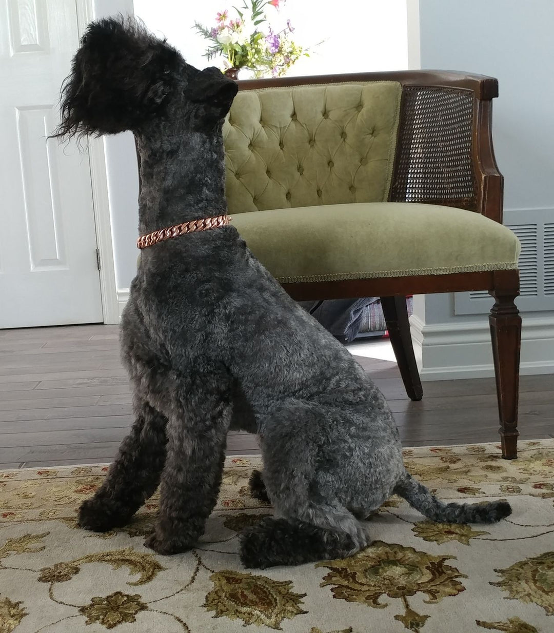 The Miami Rose Solid Custom Luxury High Quality and Super Strong Rose Gold Small Dog Collar for French Bulldog Shih Tzu Corgi Dachshund Beagle Sophisticated Strength in a Compact Size  - 4/LilDogChains/BigDogChains