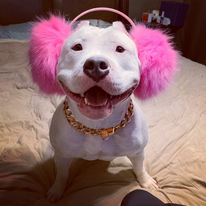 The Rio Rose 1.25 Inch Rose Gold Curb Link Dog Collar Premium Luxury - BIG DOG CHAINS®