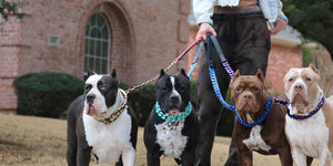 Big dog chains collars and leashes on American bully from The Incredibullz in Texas USA.
