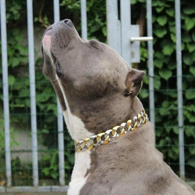 CAPONE two tone gold dog collar custom gold stainless steel luxury designer dog collar large strongest - BIG DOG CHAINS 