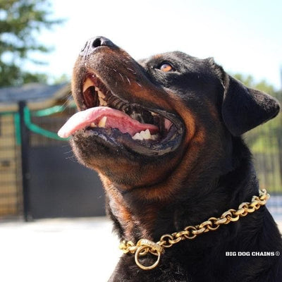 CHECKO_Training_Dog_Collar_Gold_Choker_for_Large_XL_Rottweiler_and_More_BIG_DOG_CHAINS