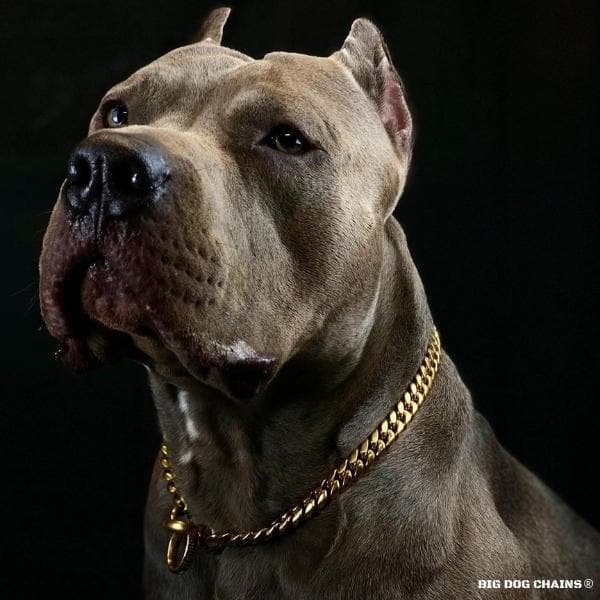 CUBAN_Gold_Choker_Training_Dog_Collar_Large_XL_Bully_Pit_Bull_Blue_Nose_Bully_Collar_BIG_DOG_CHAINS