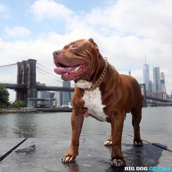 KILO_Gold_Cuban_Link_Collars_for_Large_XL_Dogs_Like_XL_Bullies_Pit_Bulls_Like_Hulk_From_Dark_Dynasty_K9s_Super_Strong_Dogs_Made_of_Stainless_Steel_with_Custom_Gold_BIG_DOG_CHAINS