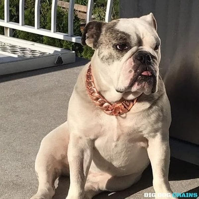 KILO_ROSE_Cuban_Link_Rose_Gold_Dog_Collar_for_Strong_XL_Dogs_like_Bullies_pit_Bull_Bull_Mastiff_Rottweiler_German_Shepard_Cane_Corso_and_More_BIG_DOG_CHAINS