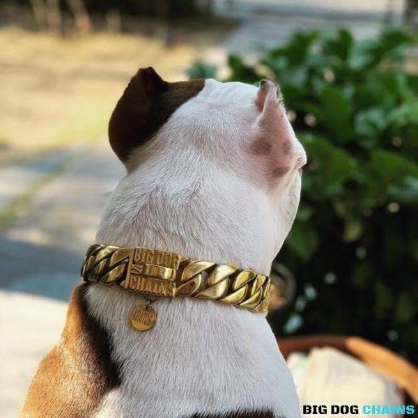 KILO_Unbreakable _Gold_Cuban_Link_Collars_for_Large_XL_Dogs_Like_XL_Bullies_Pit_Bulls_Super_Strong_Dogs_Made_of_Stainless_Steel_with_Custom_Gold_BIG_DOG_CHAINS