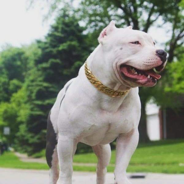 KILO gold dog collar custom gold cuban link stainless steel luxury designer dog collar large - BIG DOG CHAINS - 12