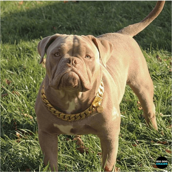 Large Gold Cuban Link Dog Collar Luxury Custom Stainless Steel Dog Collar - BIG DOG CHAINS
