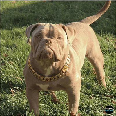 Large Gold Cuban Link Dog Collar Luxury Custom Stainless Steel Dog Collar - BIG DOG CHAINS
