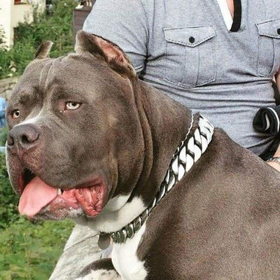 Large Metal Stainless Steel Dog Collar - CAESAR XL - BIG DOG CHAINS.