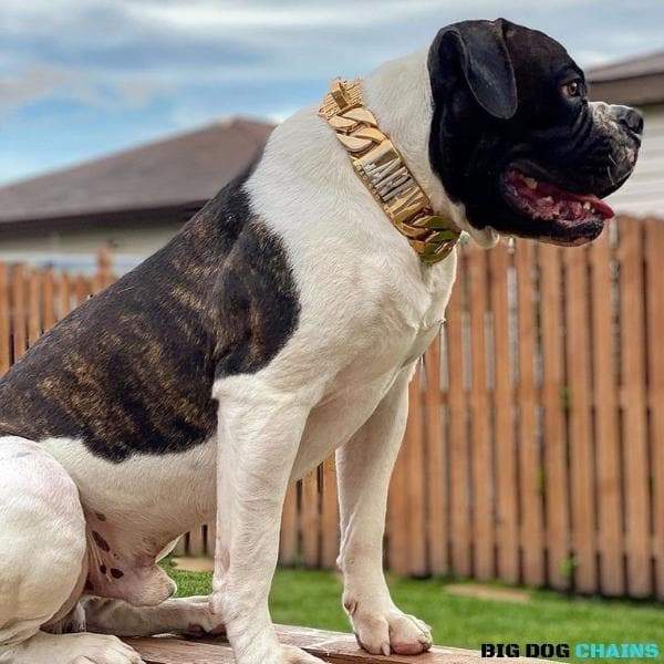 MIDAS_Gold_Cuban_Link_Dog_Collar_For_XL_Dogs_Largest_Cuban_Link_Collar_Ever_Made_Perfect_for_Dogs_Over_100_Pounds_Pit_Bulls_XL_Bullies_Cane_Corso_Bully_and_More_BIG_DOG_CHAINS 567