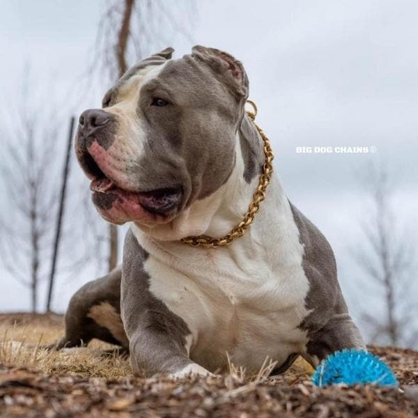 Pit_Bull_and_XL_Bully_Choker_Training_Collar_Gold_and_Comes_with_a_Lifetime_Warranty_BIG_DOG_CHAINS