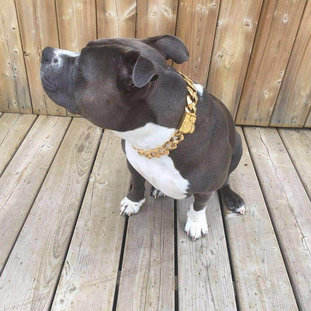 Rico gold dog collar jewelry - BIG DOG CHAINS - 4