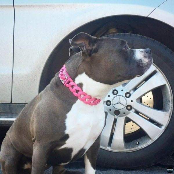 THE NEON Dog Collar for pitbull_large_dog_collars_Cane_Corso_collars_rottweilerdog_collar_Bull_Mastiff_metal_collar A Pop of Color for Your Pup  - 2/BigDogChains