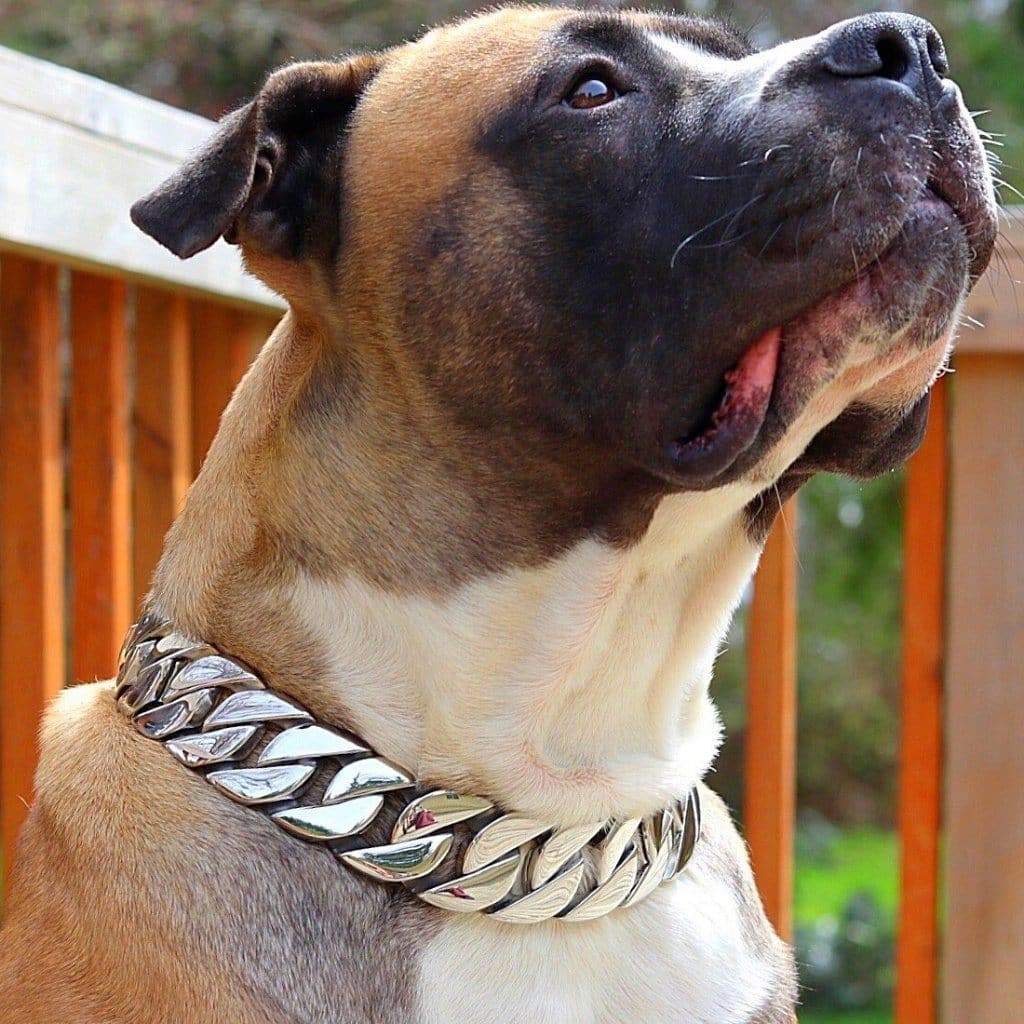 Gardian Boerboels wearing the Goliath from Big Dog Chains