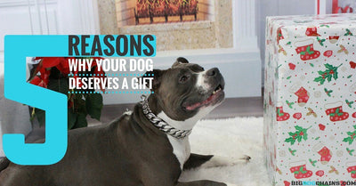 5 Reasons Why Your Dog Deserves a Gift | BIG DOG CHAINS
