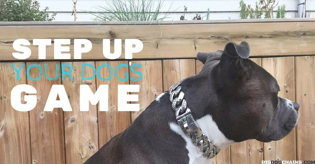 Step up your dog game.