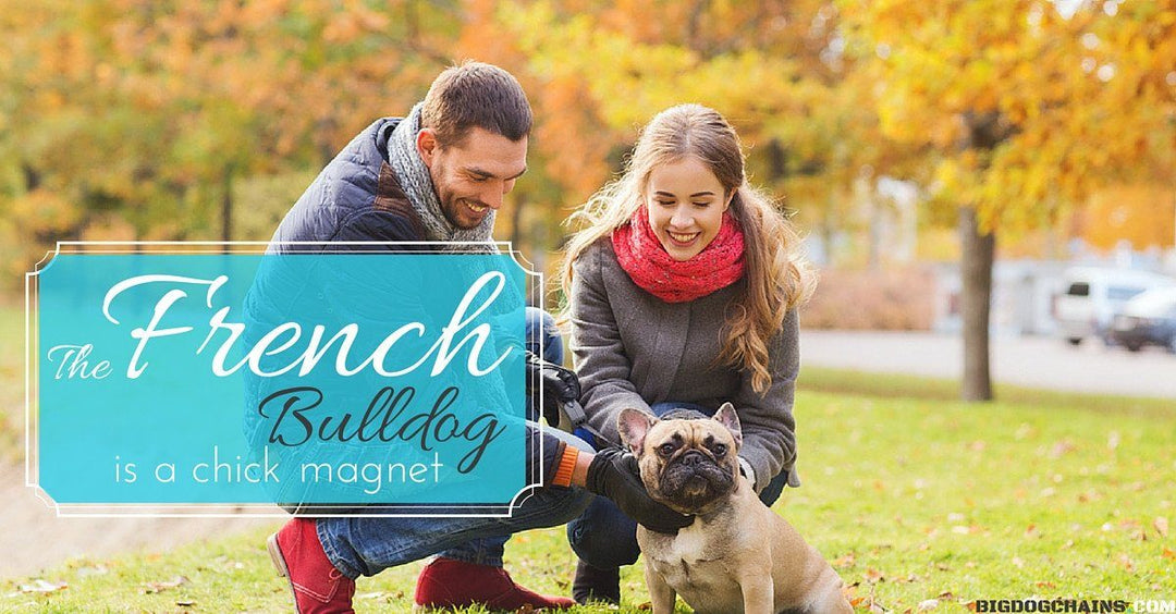 French Bulldog wearing premium BIG DOG CHAINS® stainless steel collar