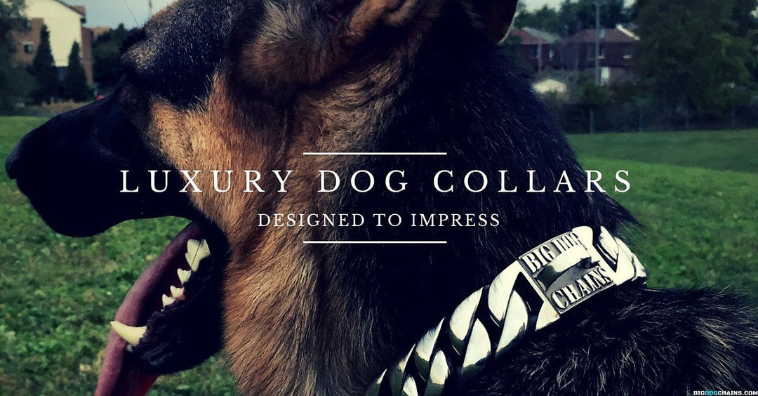 Caesar XL luxury stainless steel dog collar from BIG DOG CHAINS® for large dogs