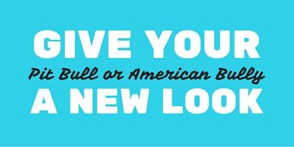 Premium stainless steel pit bull collar from BIG DOG CHAINS® for American Bullies and large breeds