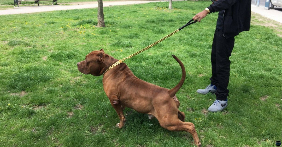KILO gold Cuban Link luxury dog leash from BIG DOG CHAINS® for large breeds including pit bulls, American Bullies, and Rottweilers