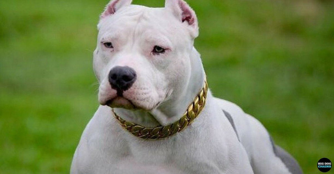 KILO premium gold Cuban link dog collar from BIG DOG CHAINS® - iconic luxury design
