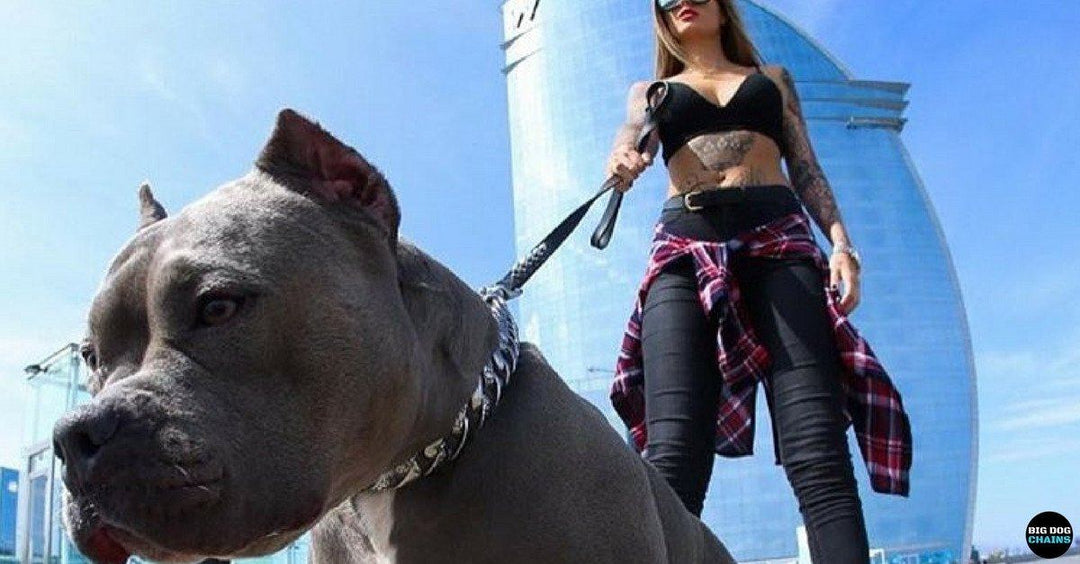 Premium stainless steel and gold dog collar from BIG DOG CHAINS® - superior to leather collars