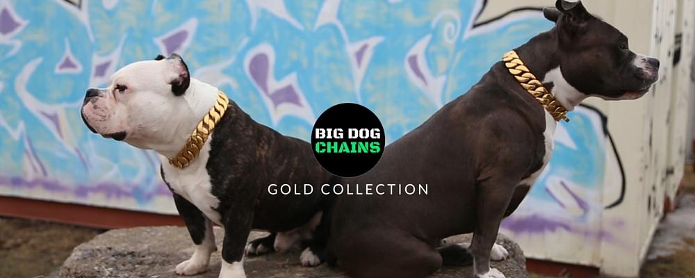 Premium gold Cuban link dog collar from BIG DOG CHAINS® luxury collection