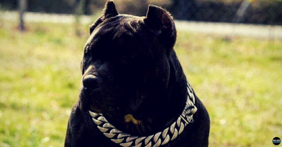 Lone Star matte finish Cuban link dog collar from BIG DOG CHAINS® for large strong dogs