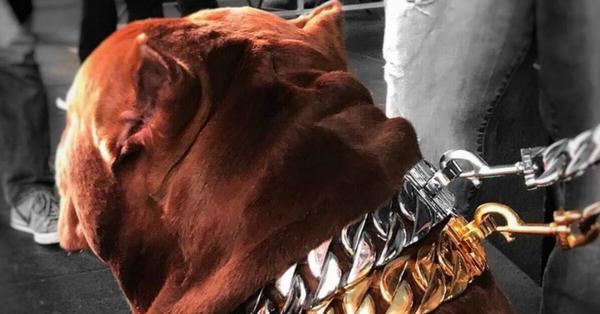 Midas Largest Cuban Link Dog Collar Ever Made Gold and Stainless Steel Custom Large Dog Collar and Leash - BIG DOG CHAINS