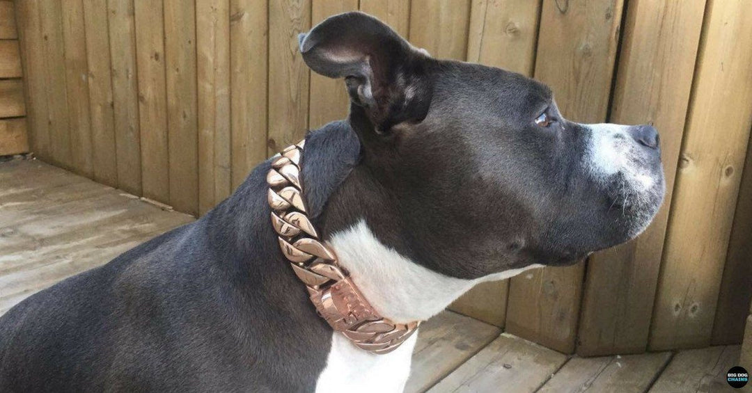 KILO rose gold Cuban link dog collar from BIG DOG CHAINS® Colors Collection