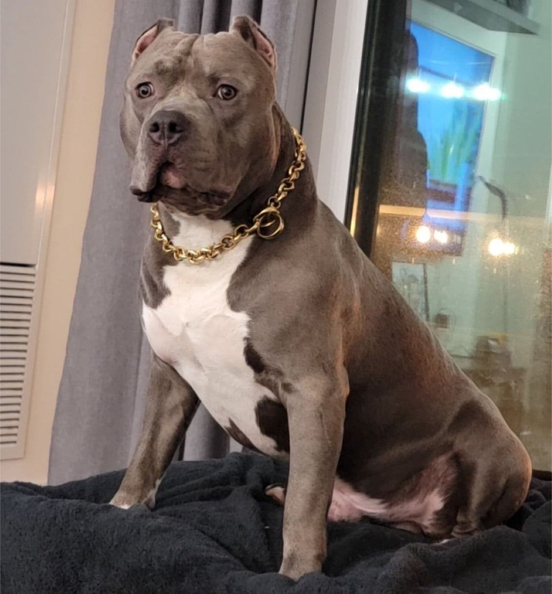 THE CHECKO Gold Training Dog Collar Cuban Link Check Chain - BIG