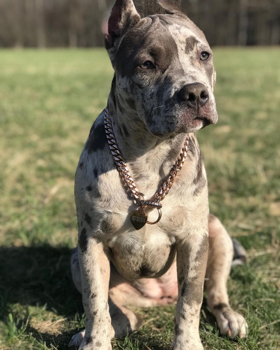 Merle Pitbull Apbt For Sale Near Me Merle Pit Puppies For Sale 2025