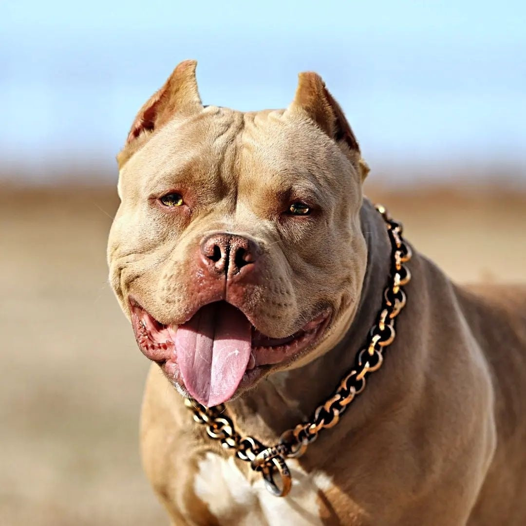 THE CHECKO Gold Training Dog Collar Cuban Link Check Chain - BIG