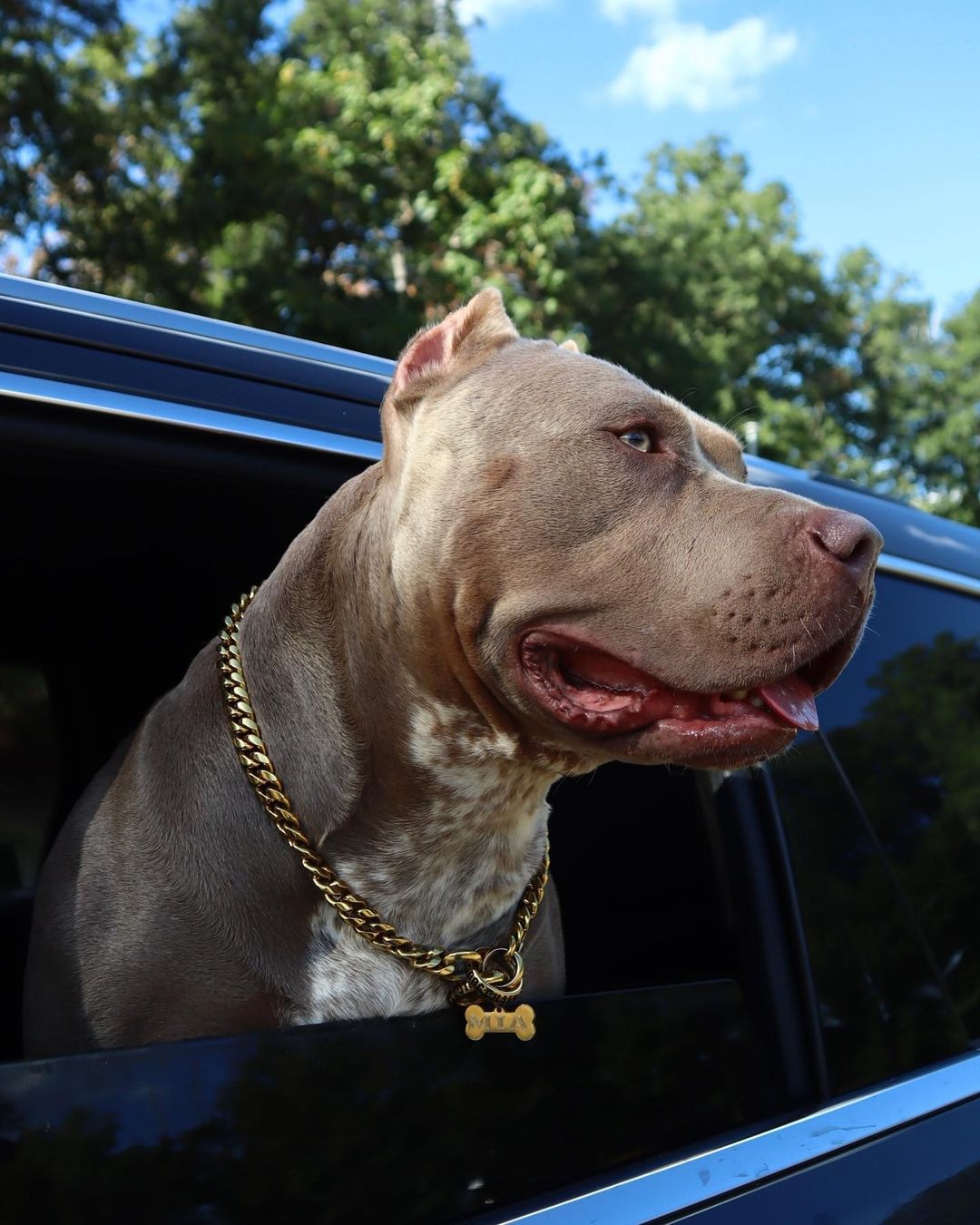 American Bullies: Miami Choker Gold Cuban Link Training Collar on American Bullies Premium Quality - BIG DOG CHAINS®