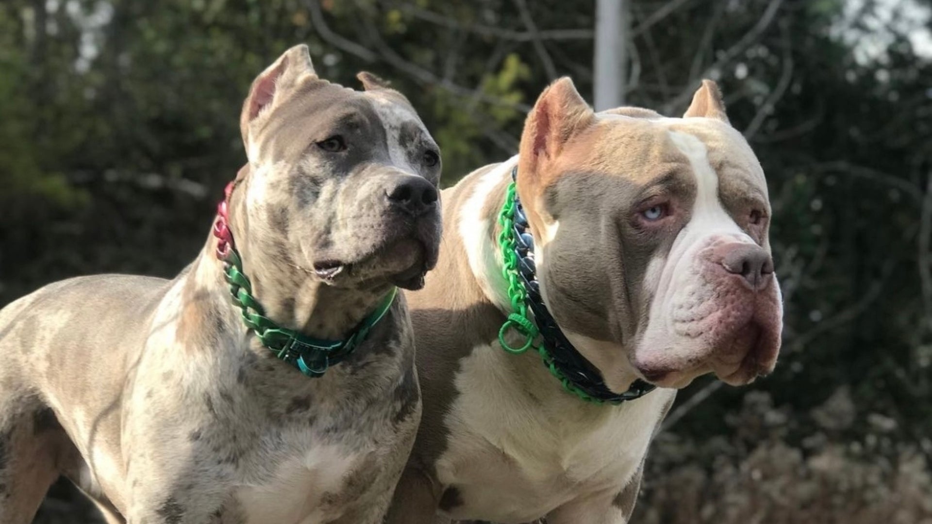 Big Dog Chains Dog Collar / Americain Bully