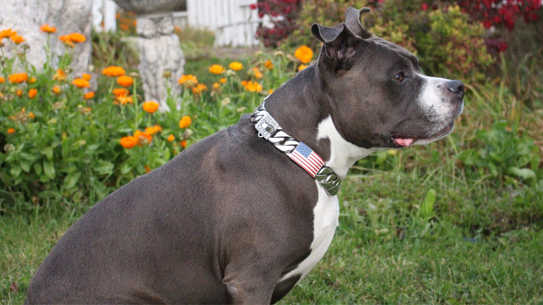 Luxury Gold Dog Collars and Leashes BIG DOG CHAINS BIG DOG CHAINS