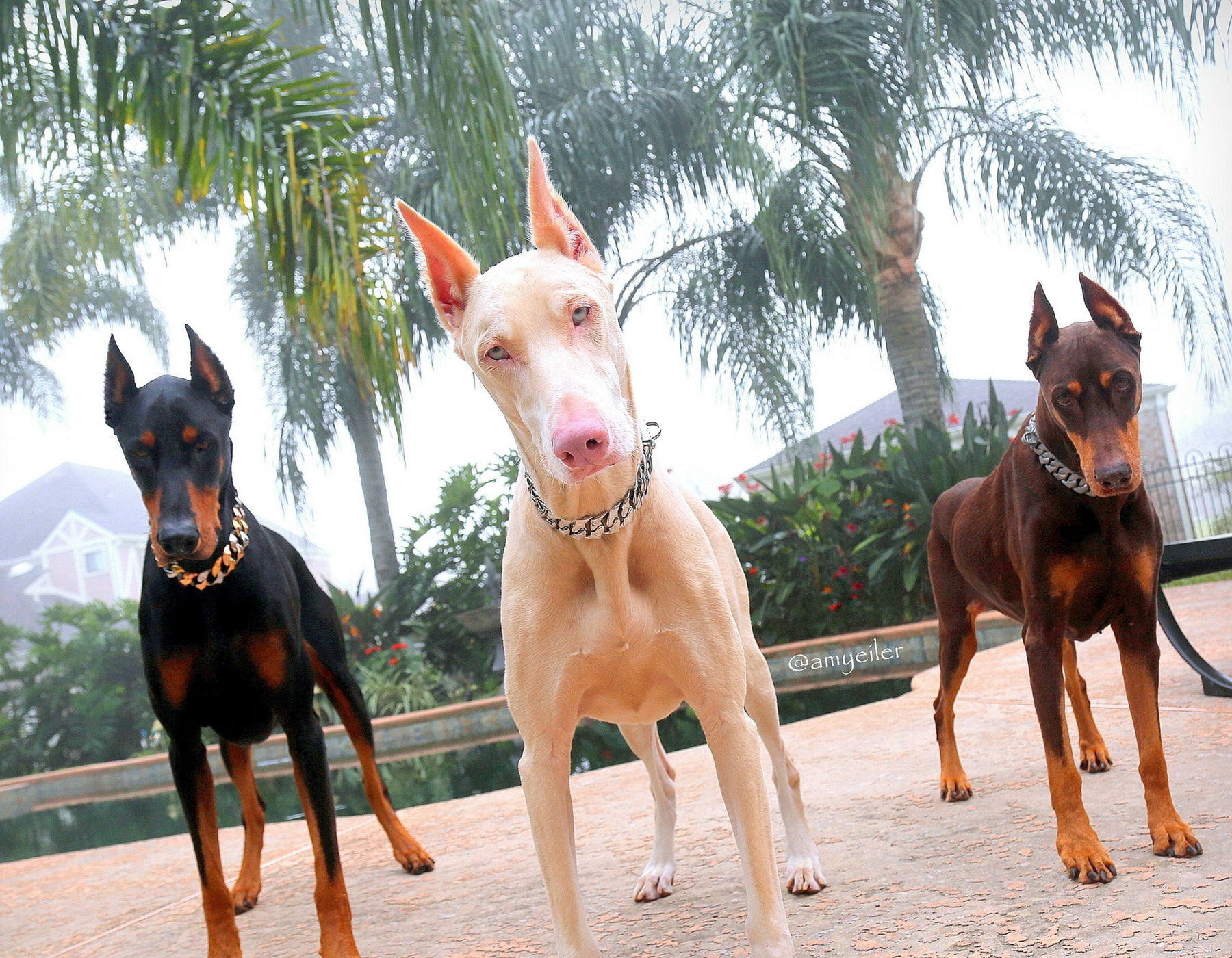 @amyeiler / Doberman / Big Dog Chains / Luxury Dog Collar 