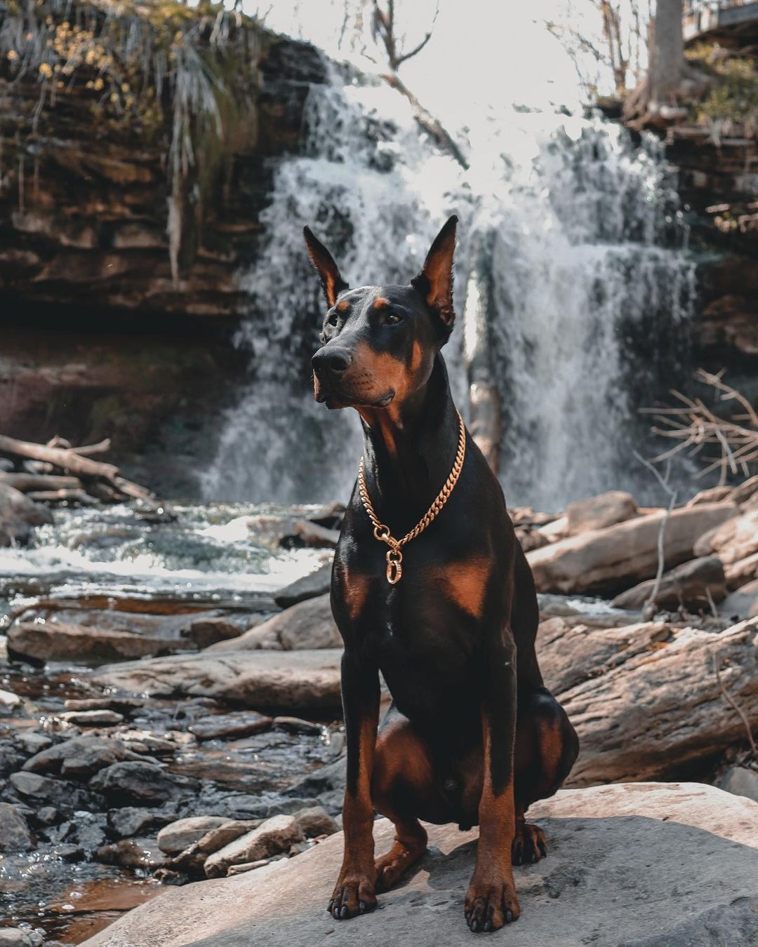Doberman: Miami Choker Gold Training Collar Cuban Link on Doberman Hand Polished Professional - BIG DOG CHAINS®