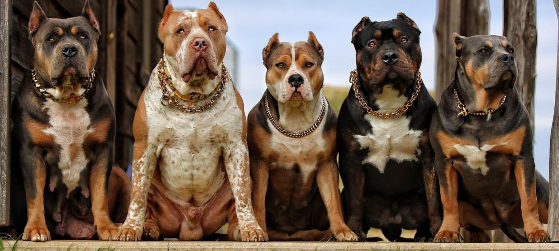 Gold_Cuban_Link_Luxury_Dog_Collar_Rottweiler_and_Leash_for_Large_Tough_Dog_Breeds_like_Pit_Bulls_XL_Bully_Doberman_Rotteweiler_and_more_BIG_DOG_CHAINS 77