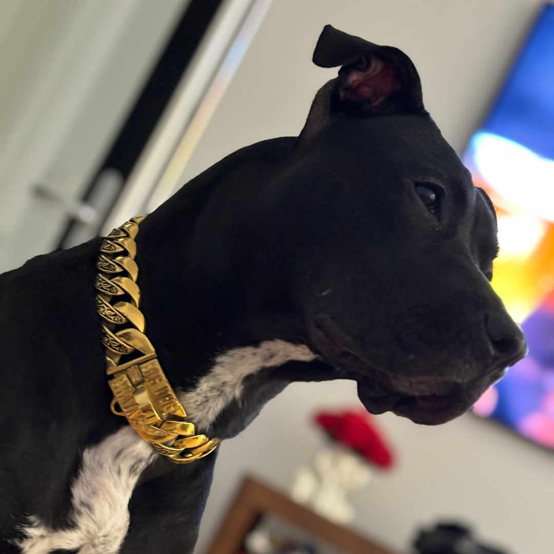 The Maui Gold 1.25 Inch Luxury Gold Curb Link Collar with Island-Inspired Floral Inlay Design Premium Craftsmanship - BIG DOG CHAINS®
