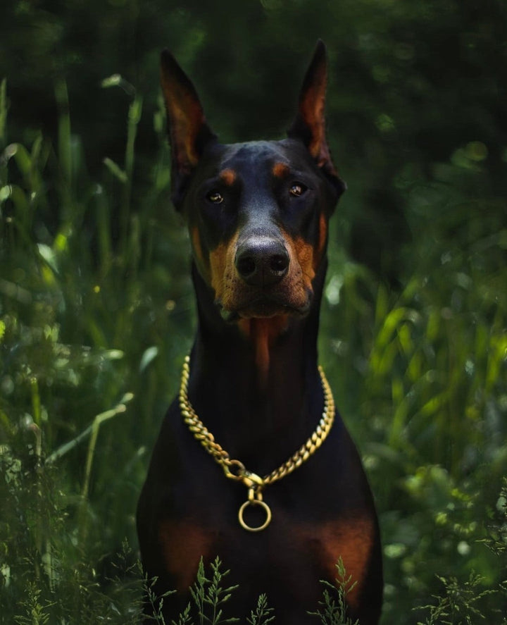 Miami Choker Gold Training Collar Cuban Link Premium Check Chain Lifetime Warranty - BIG DOG CHAINS®