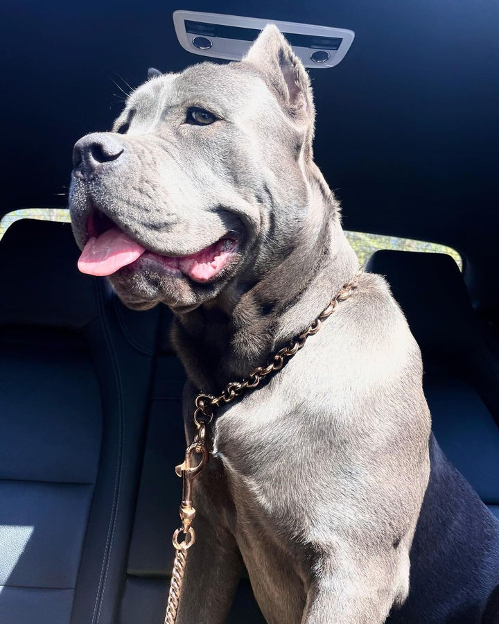 Miami Rose Leash 44 Inch Rose Gold Cuban Link Premium Leather Handle Luxury Lead - BIG DOG CHAINS®