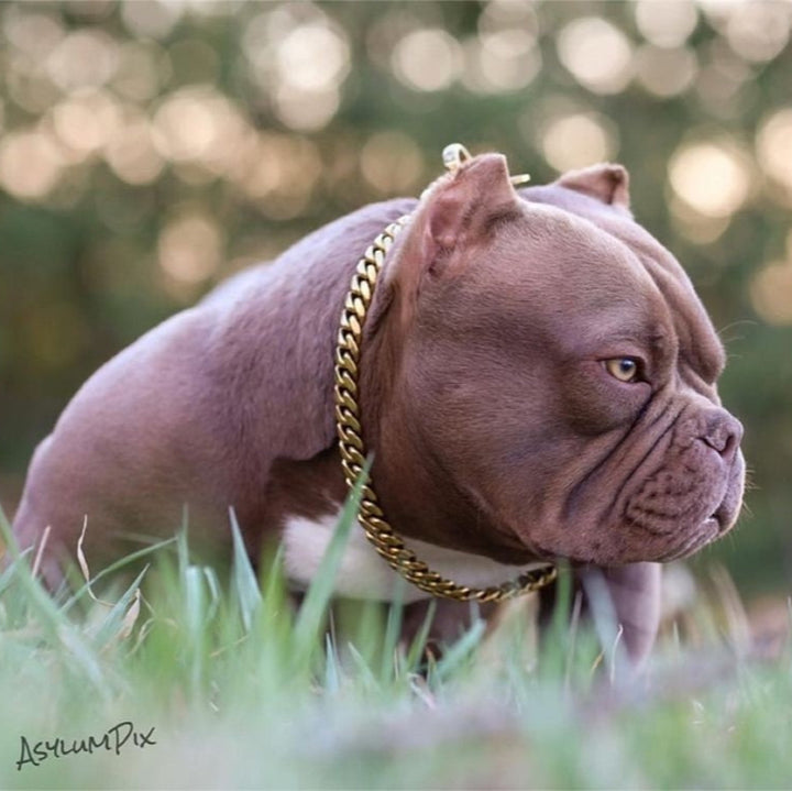 Micro Bully: Miami Choker Gold Cuban Link Training Collar on Micro Bully Luxury Dog Training - BIG DOG CHAINS®