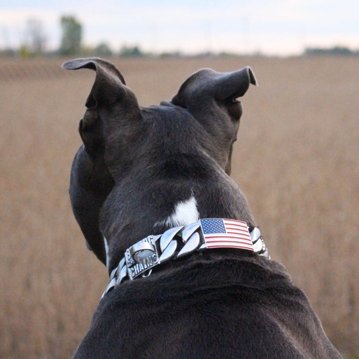 PATRIOT_Cuban_Link_Dog_Collar_Stainless_Steel_for_Large_Dog_BIG_DOG_CHAINS